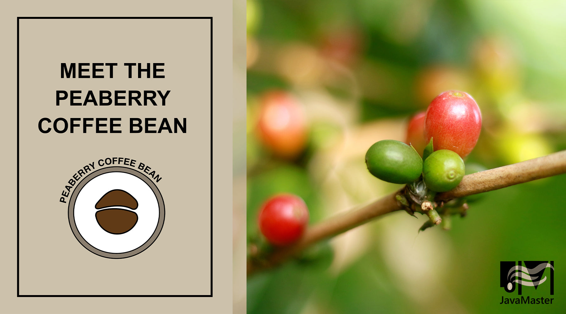 What Are Peaberry Coffee Beans?