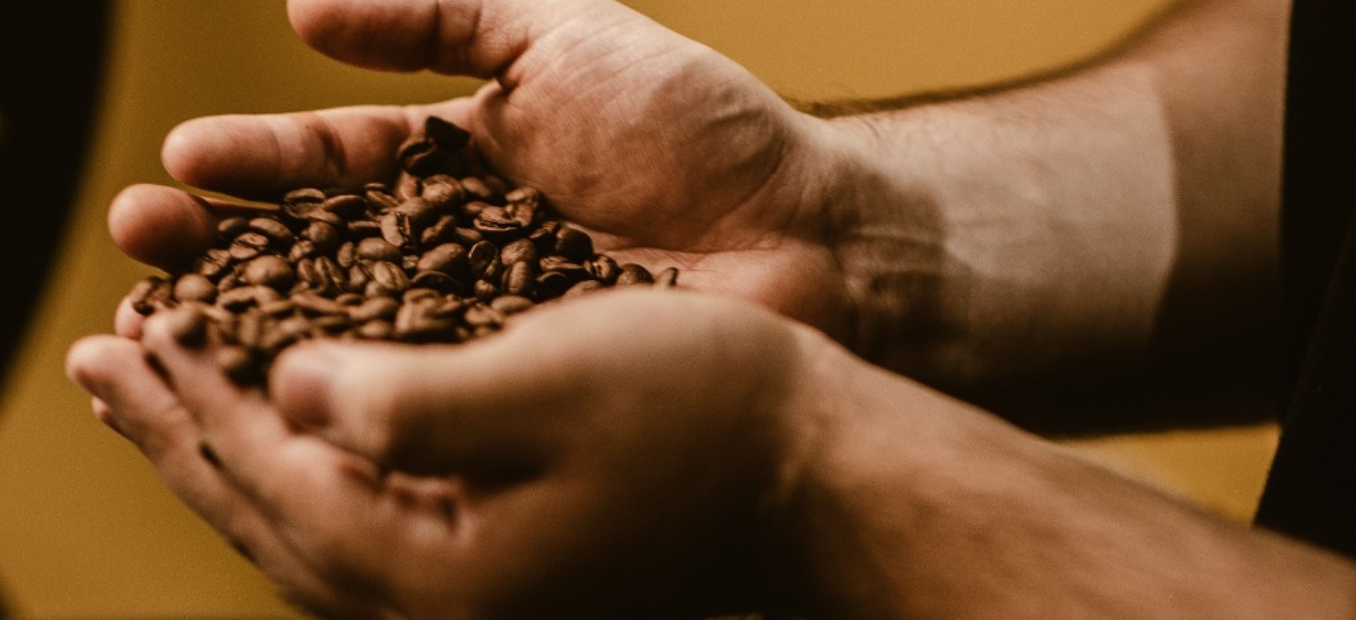 Hands holding roasted coffee beans