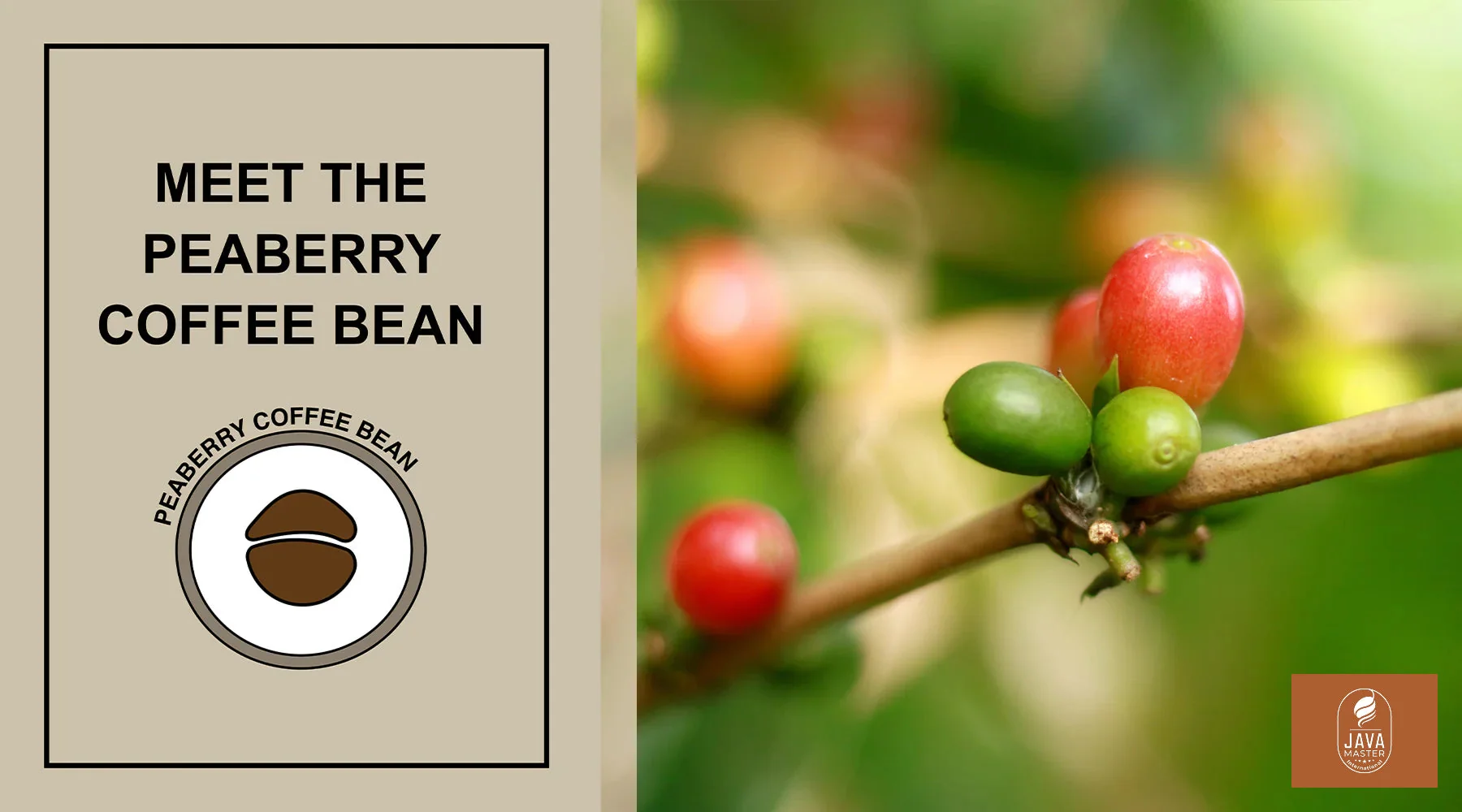 What Are Peaberry Coffee Beans?