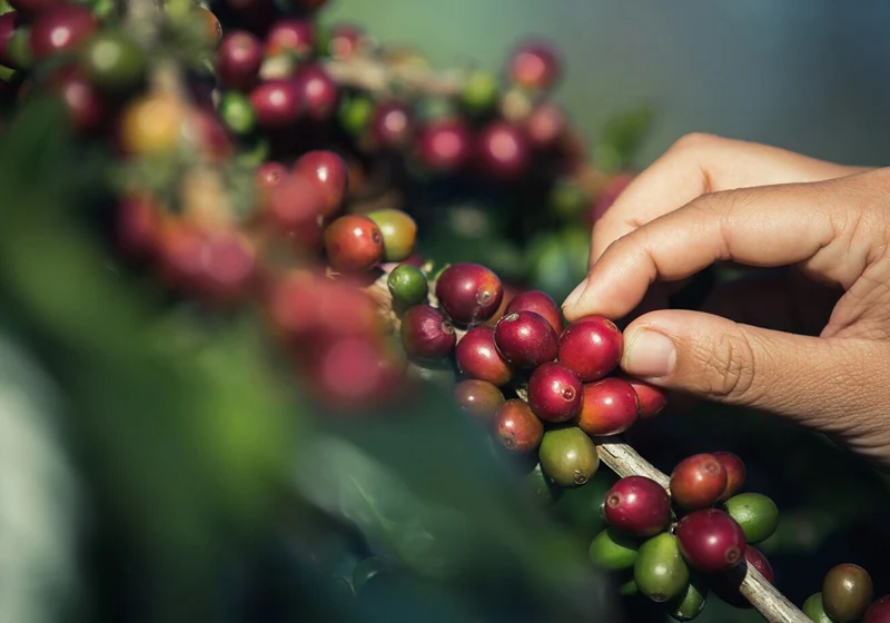 Hand picking ripe coffee cherries from a branch